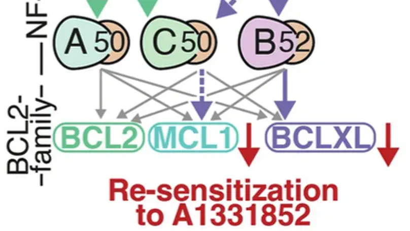 Systems biology-enabled targeting of NF-κΒ and BCL2 overcomes microenvironment-mediated BH3-mimetic resistance in DLBCL